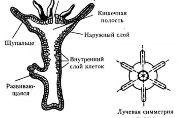 Кракен kr2link co