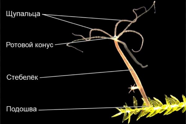 Кракен даркнет зайти