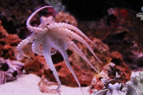 Vk5 at kraken